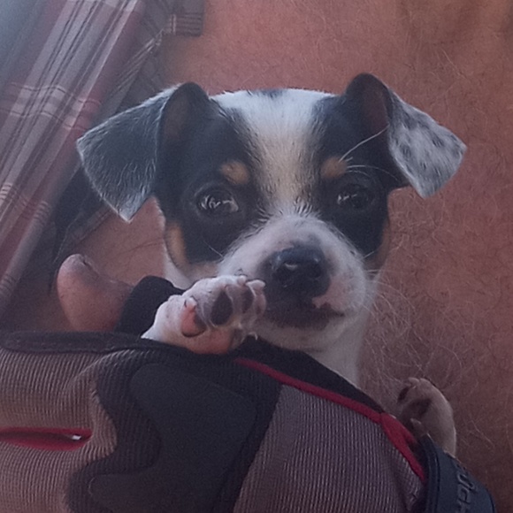 Meet your Posher, Lonnie - Picture 1 of 1